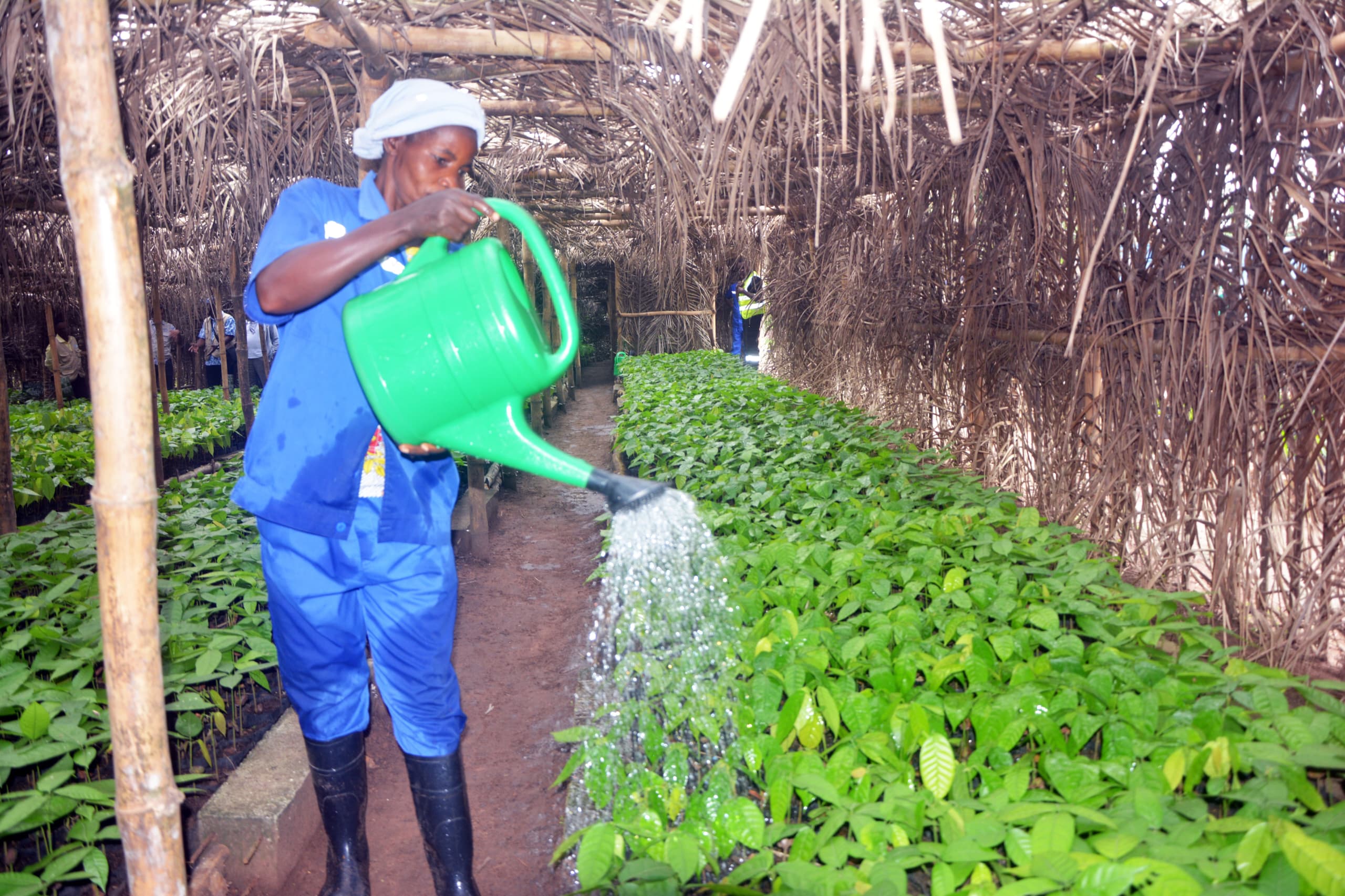 Yaligimba/Renforcement de l’autonomisation de la femme, une pépinière aménagée par PHC: Prospérité partagée grâce à agribusiness